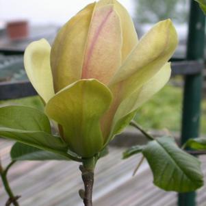 3G Magnolia Liliiflora X Sunsation Sunsation Magnolia 1004929