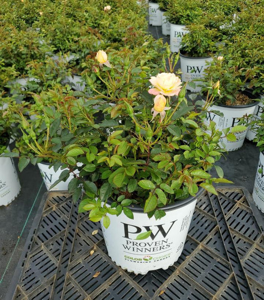 2G PW Rosa 'Oso Easy Italian Ice' - Rose Bush Yellow - 1007337