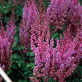 2G Astilbe chinensis Purple Candles Purple Candles Astilbe 1002300