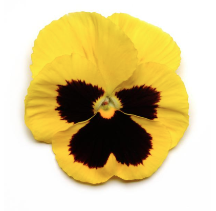 5.5" Pansy - Matrix Yellow Blotch