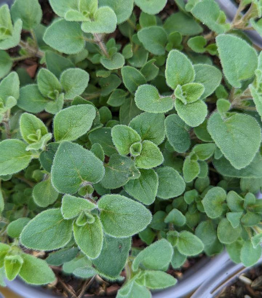 1G ORIGANUM `HOT & SPICY` - OREGANO 1003904