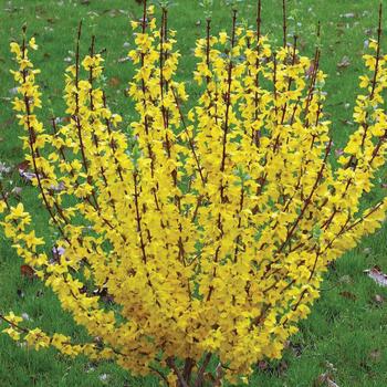 3G Forsythia 'Show Off' ('Mindor') Show Off® Forsythia: Patent PP19321 1004565