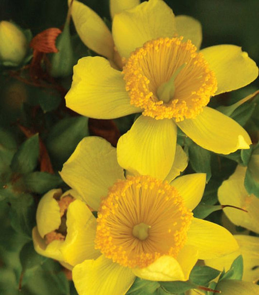 2G Hypericum X Sunny Boulevard® ('Deppe') 'Sunny Boulevard' St. John's Wort: Patent PP20045 1004268