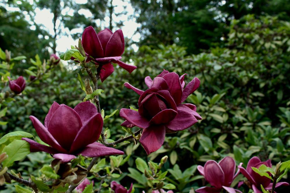 3G Magnolia x 'Genie' Genie Magnolia 1006301