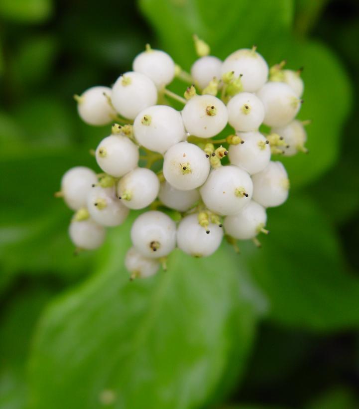 3G CORNUS SERICEA `FLAVIRAMEA` Yellowtwig Dogwood 1001040