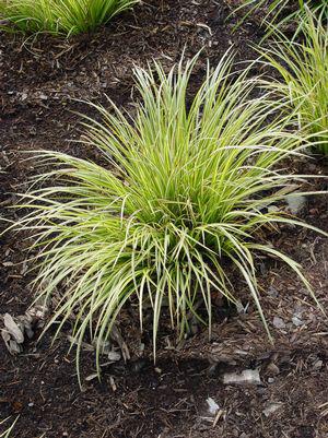 1G Carex morrowii 'Evergold' Evergold Variegated Japanese Sedge 1000360