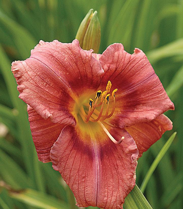 1G Hemerocallis 'Rosy Returns' Rosy Returns Daylily: Patent PP9,779 1014185