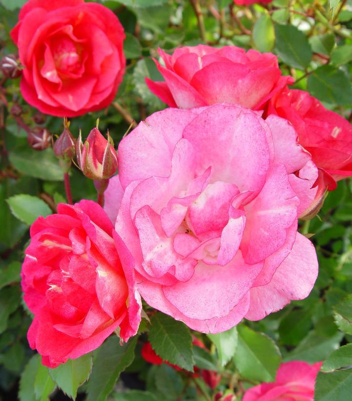 2G Rosa Easy Elegance® 'Sunrise Sunset' Sunrise Sunset Rose 1008252