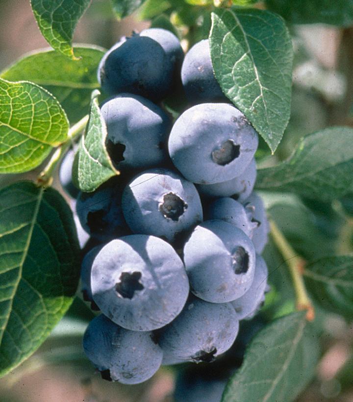 Fruit & Vegetable Plants