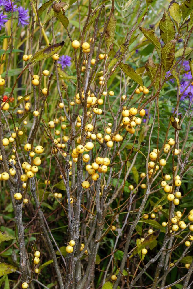 3G Ilex verticillata 'Berry Heavy Gold' Berry Heavy® Gold Winterberry: Patent PPAF 1009482 (female has berries Pollinator Mr. Poppins)