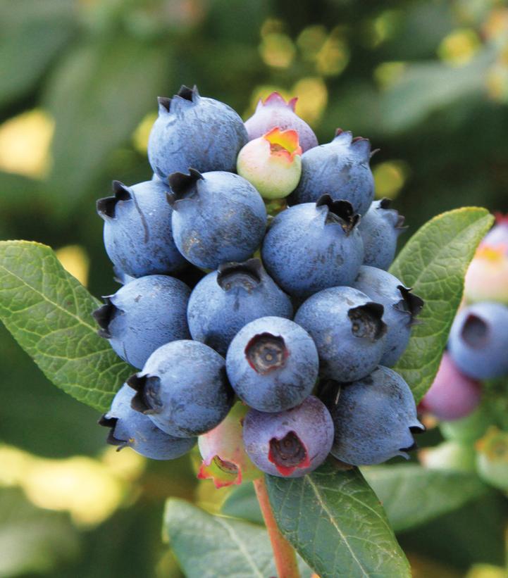 8`` Vaccinium x 'Perpetua' ('ORUS-61-1') Perpetua® Blueberry: Patent PP24209 1009633