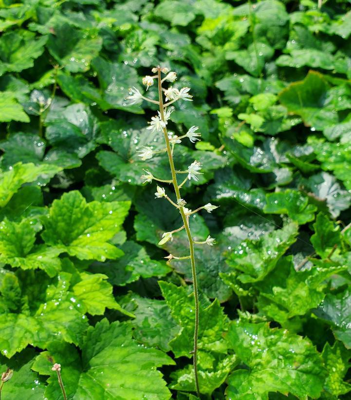 1G Tiarella cordifolia Foamflower 1000431