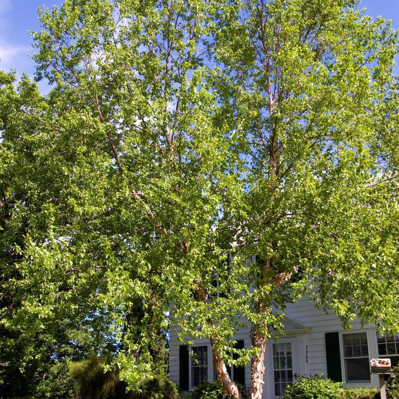 15G BETULA NIGRA 'HERITAGE' Heritage Clump River Birch