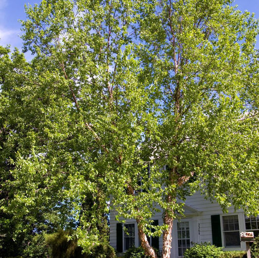 7G Betula Nigra 'Heritage' Clump River Birch 1002203