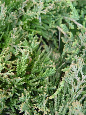 2G Juniperus horizontalis 'Wiltoni' Blue Rug Juniper 1000051