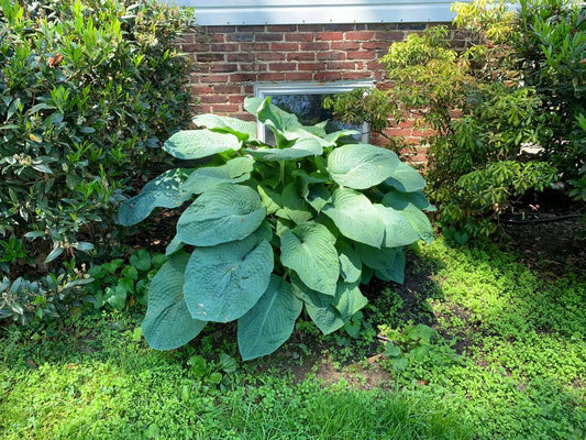 1G Hosta hybrid Shadowland® 'Empress Wu' Shadowland® Empress Wu Hosta 1005374