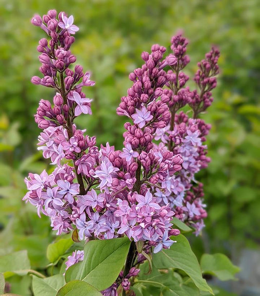 3G Syringa 'Virtual Violet' ('Bailbridget') Virtual Violet® Lilac: Patent PP30286 1009484