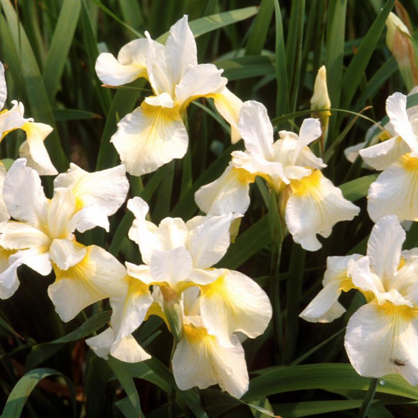 2G Iris sibirica 'Butter & Sugar' Butter & Sugar Siberian Iris