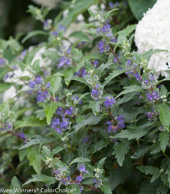 2G Caryopteris x clandonensis 'Beyond Midnight' ('CT-9-12') Beyond Midnight® Bluebeard: Patent PP27,426 1008084