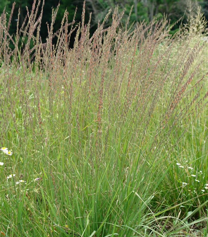 2G Bouteloua curtipendula Side Oats Gramma 1010770