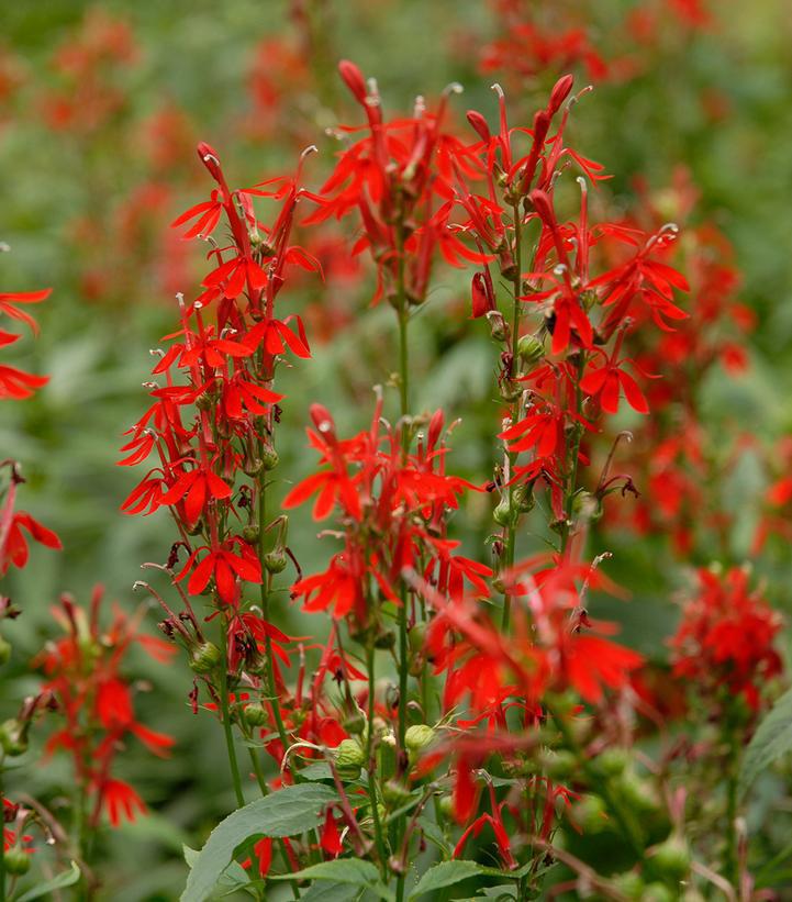 1G Lobelia cardinalis Cardinal Flower 1004676