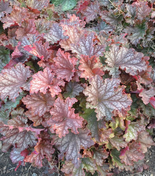 1G Heuchera hybrid Primo™ 'Peachberry Ice' Peachberry Ice Coral Bells: Patent PPAF 1010950