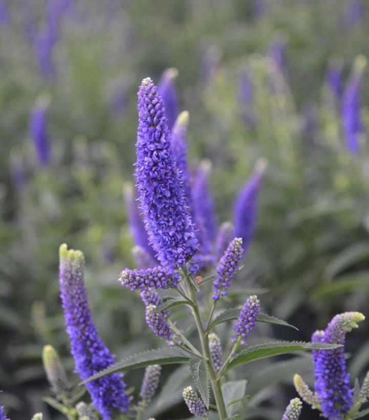 8`` Veronica longifolia 'First Glory' First Glory Speedwell: Patent PPAF 1010938