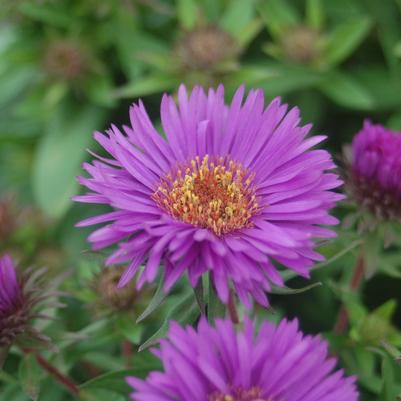 2G Aster novae-angliae 'Purple Dome' Purple Dome Aster 1000553