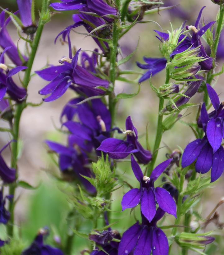 1G Lobelia speciosa 'Starship™ Blue' Cardinal Flower 1015275