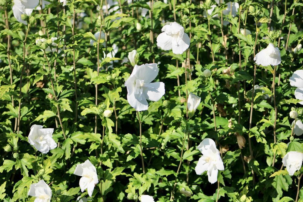 3G Hibiscus syriacus 'White Chiffon' ('Notwoodtwo') White Chiffon® Rose of Sharon: Patent PP12612