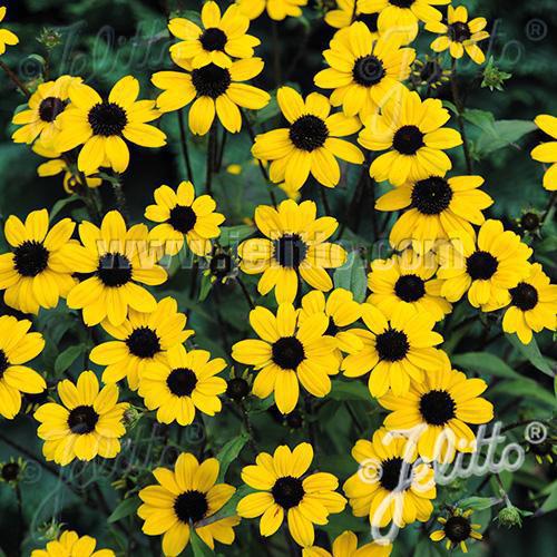 2G Rudbeckia triloba 'Blackjack Gold' Blackjack Gold Black-Eyed Susan 1012278