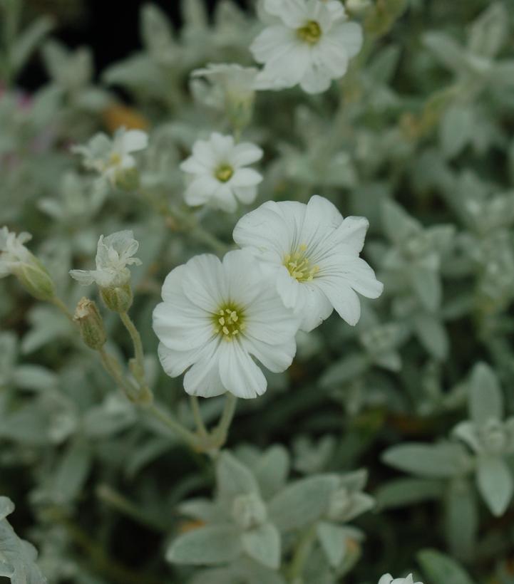 1G Cerastium tomentosum Snow-in-Summer 1000667