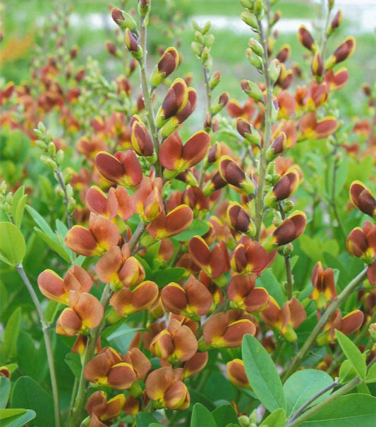 1G Baptisia hybrid Decadence® 'Cherries Jubilee' Cherry Jubilee False Indigo: Patent PP23,907