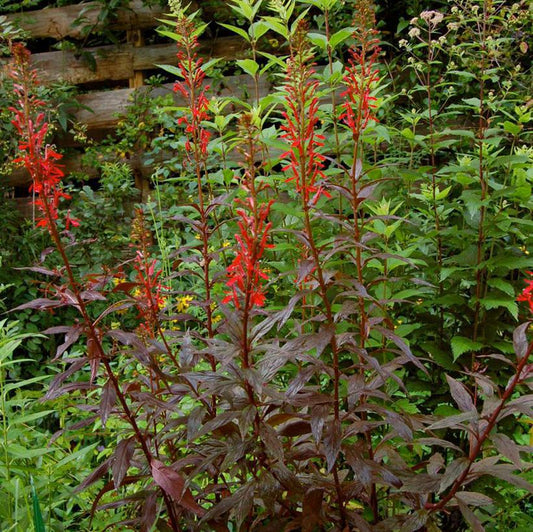 1G Lobelia 'Black Truffle' Cardinal Flower 1008194