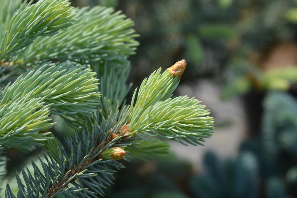 Picea pungens 'Fat Albert' Fat Albert Blue Spruce