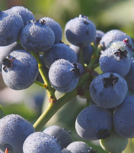 3G Vaccinium corymbosum 'Blue Gold' Blue Gold Blueberry 1008255