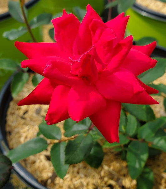 2G Rosa 'Double Knock Out' ('Radtko') Double Knock Out® Rose: Patent PP16202 1007429