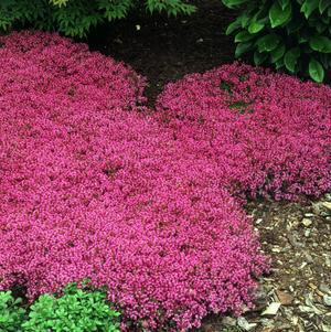 3" THYMUS PRAECOX COCCINEUS JC (Red Creeping Thyme) 1002603