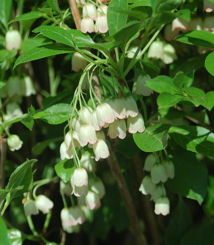 3G Enkianthus campanulatus Redvein Enkianthus Common Name‎: ‎furin-tsutsuji