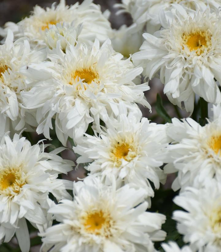 1G Leucanthemum Amazing Daisies® 'Marshmallow' Marshmallow Shasta Daisy 1012908