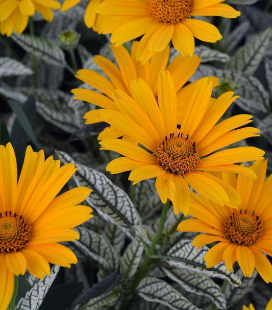 8" HELIOPSIS HELIANTHOIDES `SUNSTRUCK` Sunstruck False Sunflower: Patent PP25,524 1008869