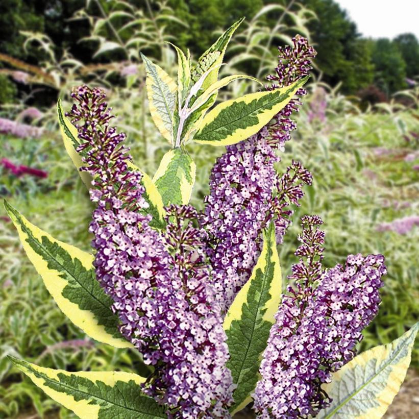 3G BUDDLEIA `SUMMER SKIES` Summer Skies Butterfly Bush 1004560