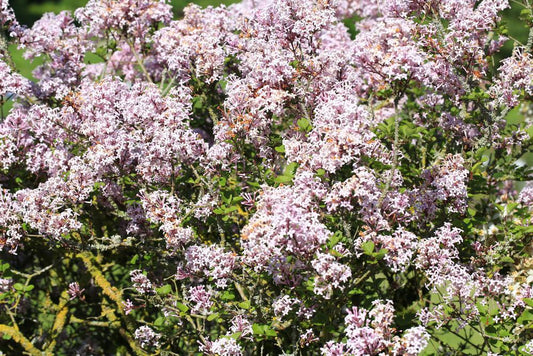 3G Syringa patula 'Miss Kim' Miss Kim Lilac 1001130