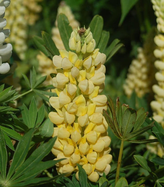 1G Lupinus 'Chandelier' Chandelier Lupine 1010895