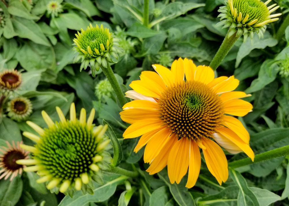 2G Echinacea Sombrero® 'Lemon Yellow Improved' ('Balsomemyim') Lemon Yellow Improved Cone Flower: Patent PPAF