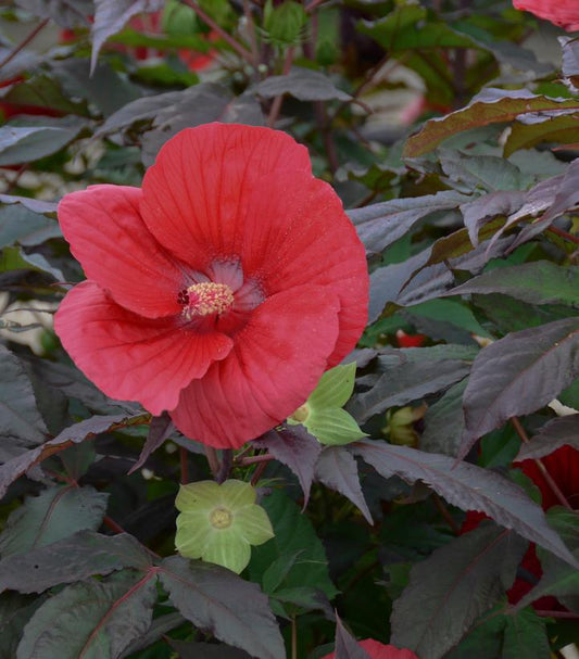 3G Hibiscus 'Midnight Marvel' Midnight Marvel Rose Mallow: Patent PP24,079 1011958