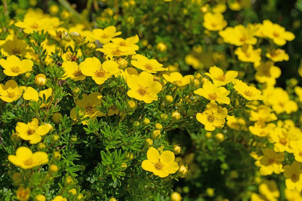 3G Potentilla fruticosa 'Goldfinger' Goldfinger Shrubby Cinquefoil 1001108