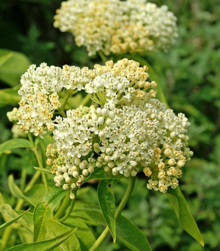 2G Asclepias incarnata 'Ice Ballet' Ice Ballet Swamp Milkweed 1005598