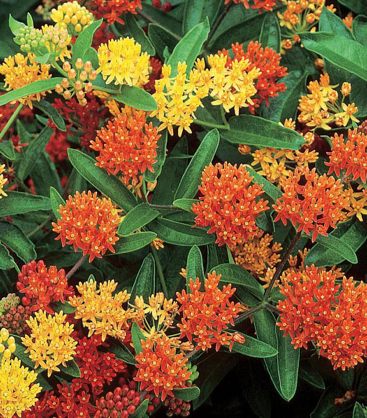 1G Asclepias tuberosa 'Gay Butterflies' Gay Butterflies Butterfly Weed 1008523