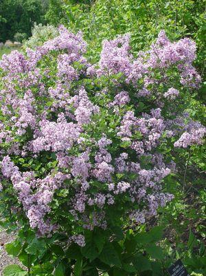 7G SYRINGA MEYERI `PALIBIN Lilac` -  TREE Dwarf Korean Lilac 1002324